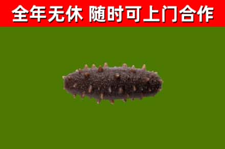 奉节县回收海参干